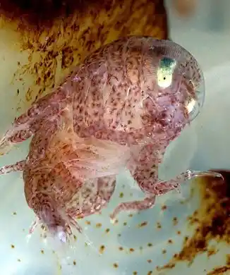 Amphipod Hyperia galba specimen under magnification