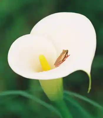 Arum lily frog sheltered within a blooming white flower
