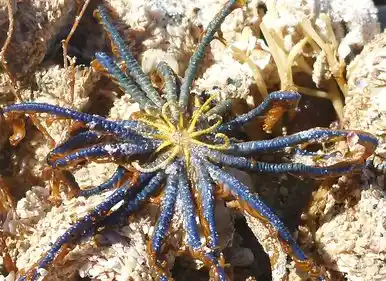 Detailed view of an ocean basket star