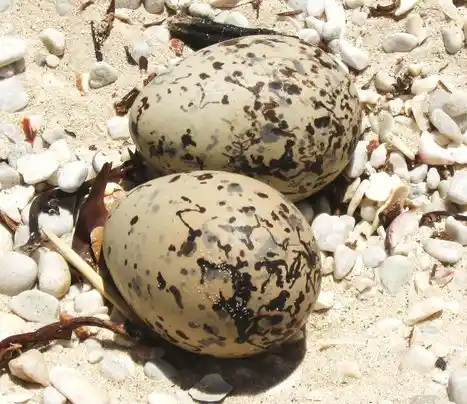 African Black Oystercatcher eggs nested among shoreline pebbles