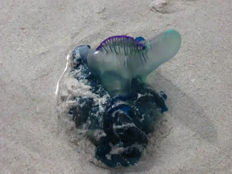 Translucent blue bottle jellyfish on the shore