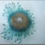 Blue button organism on shoreline sand