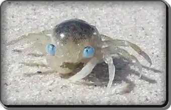 Blue eyed crab hiding among coastal rocks
