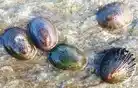 Broad rayed limpet shell on granite rock