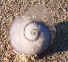 Violet bubble-raft snail shell on Pearly Beach