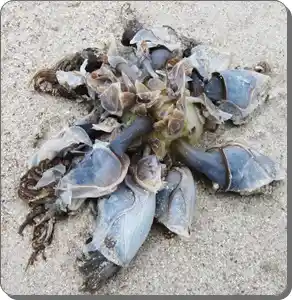 Collection of buoy barnacles on the beach