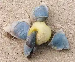Buoy barnacle specimen on damp sand