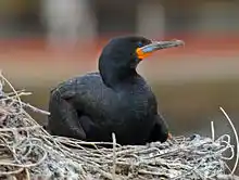 Cape Cormorant bird perched on coastal rocks
