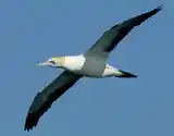 Cape Gannet bird along the beach
