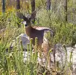Cape Grysbok standing among coastal fynbos