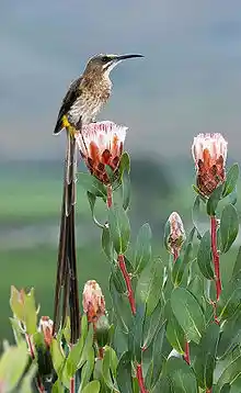 Cape sugarbird perched on a flowering fynbos bush