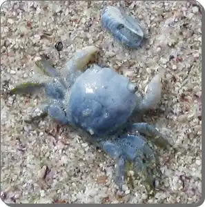 Columbus crab on coastal flotsam