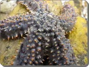 Dark spiny starfish underwater in a tidal pool