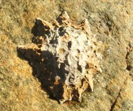 Goat's eye limpet shell clinging to ocean rock