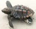Rescued juvenile loggerhead sea turtle