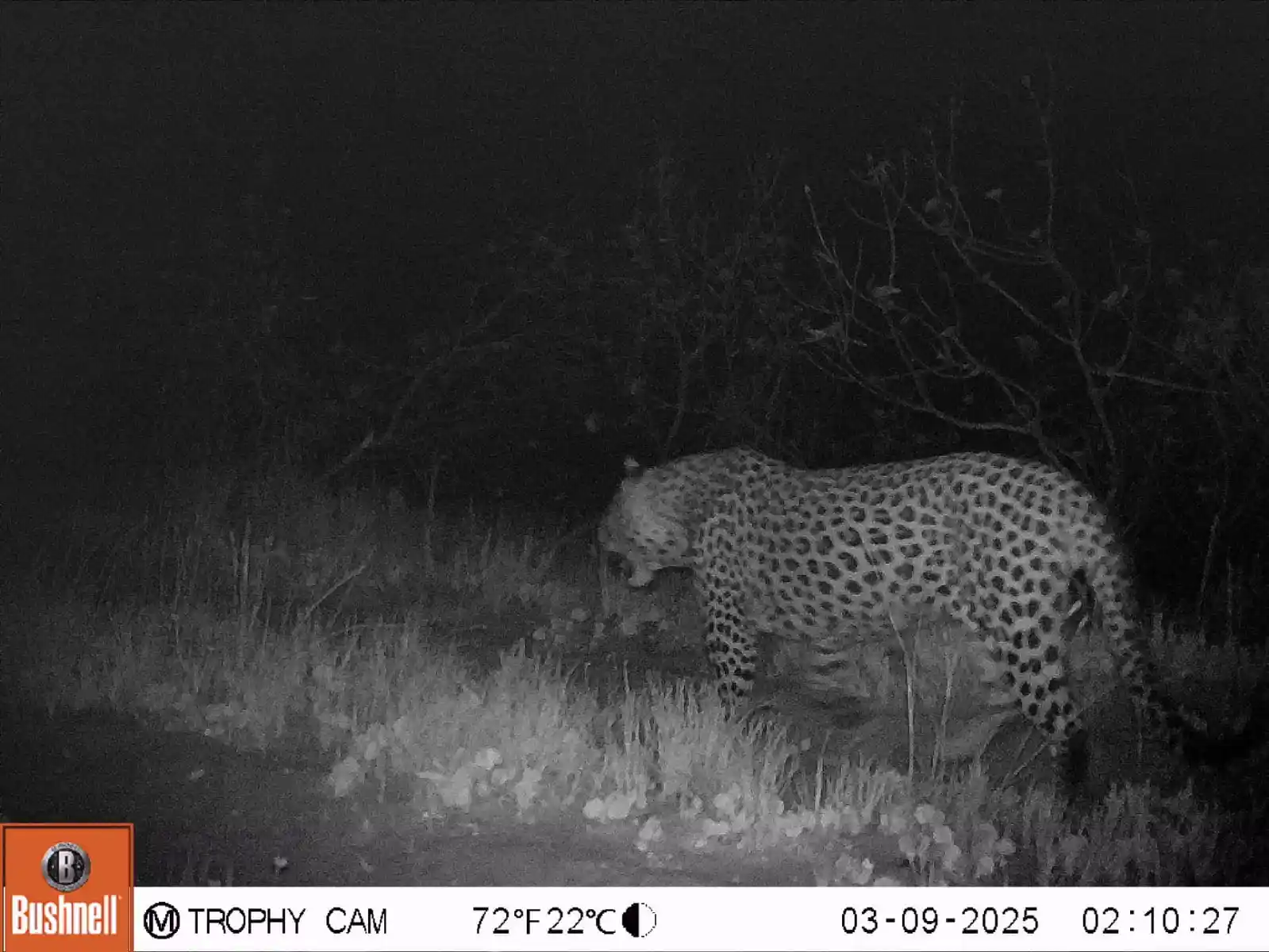 Cape mountain leopard captured on trail camera near Pearly Beach