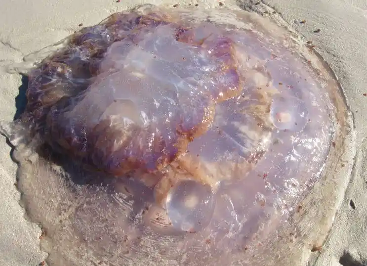 Large root-mouthed jellyfish on Pearly Beach sand