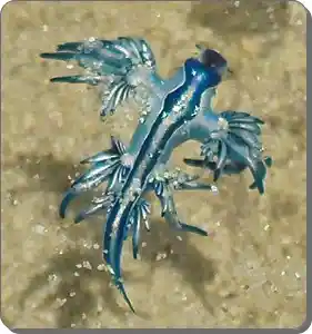Macro view of blue dragon sea swallow