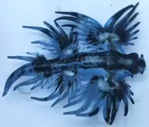 Glaucus atlanticus sea swallow on beach sand