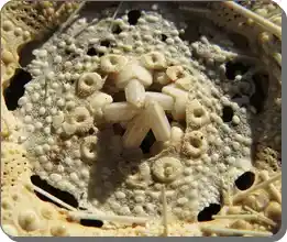 Detailed view of sea urchin Aristotle's lantern mouth