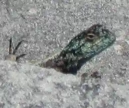 Bright blue-headed Southern Rock Agama on a boulder