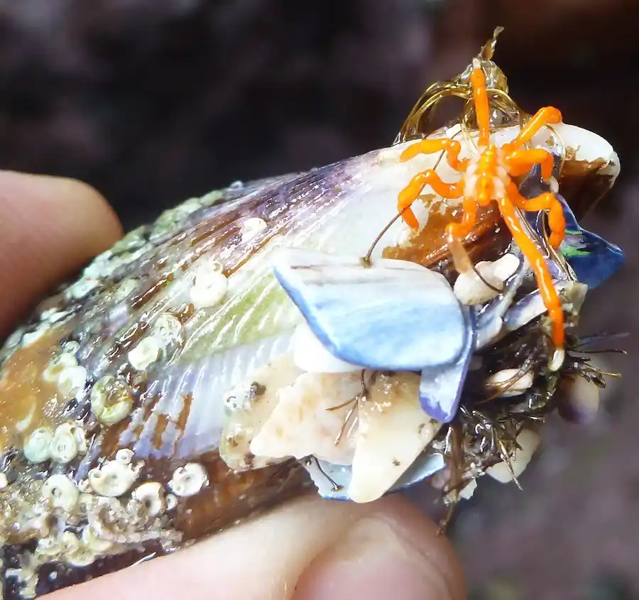 Spider crab blending into coastal marine algae