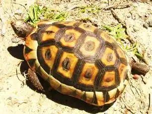 Tortoise walking through dune vegetation