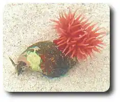 Whelk shell lying on wet shoreline sand