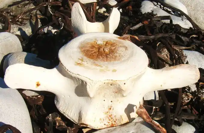Large weathered whale bone on coastal rocks