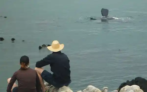 View over Walker Bay cliffs with ocean whale activity