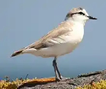 White fronted plover bird on sandy beach